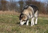 ALASKAN MALAMUTE 827